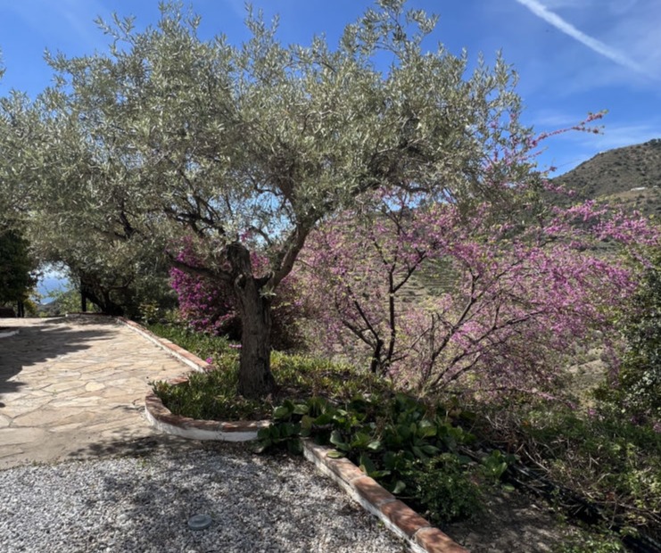 Competa feria – Tapas, wine, flamenco – Rent a villa in Andalusia. 