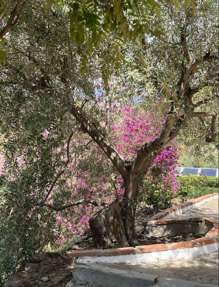 Luxury holiday home with pool - owner direct rental Competa Andalusia